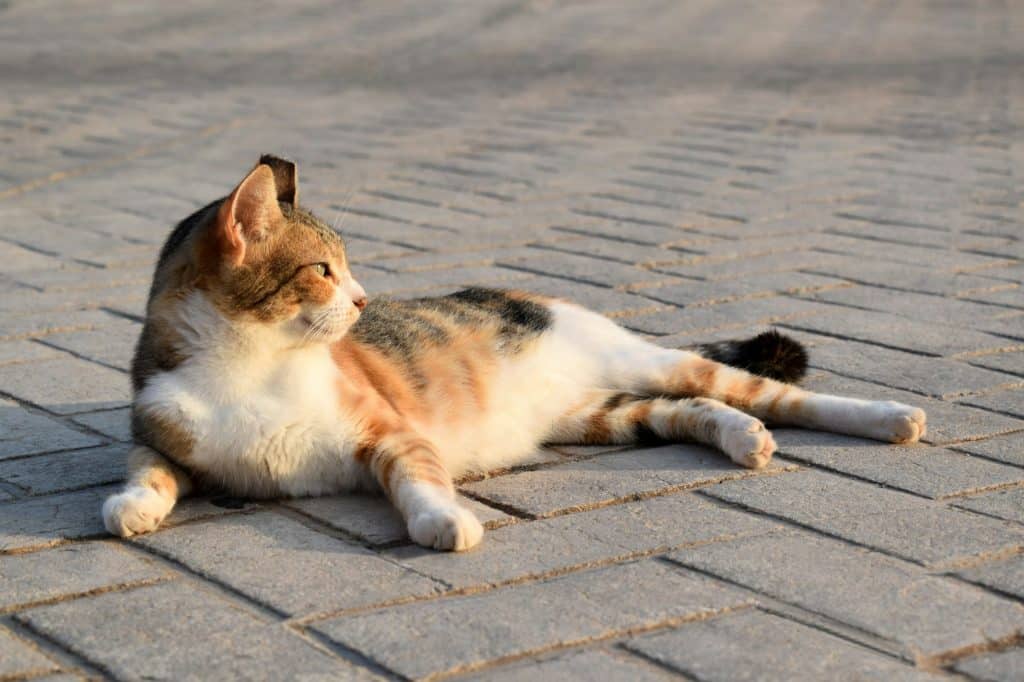 Cat sitting on the stamped concrete floor in the sun.